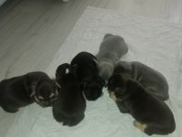 Egzotik dişi ve erkek french bulldog yavrularımız mevcut