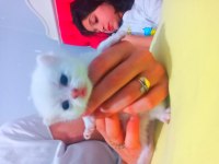 Beş kuşak secereli british shorthair bebekleri