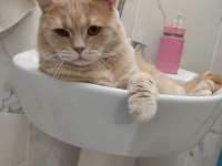 British shorthair oğluma eş arıyoruz