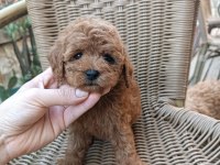 AİLENİZİN DOSTU MALTİPOO KARDEŞLER