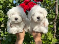 Terrier yavrumuz yeni ailesini arıyor