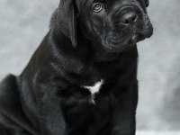 Mükemmel Cane Corso İtalyano