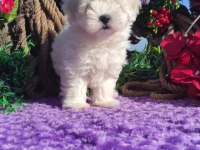 Maltese terrier yavrularımız ırk garantilidir
