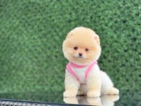 En tatlı Pomeranian Boo