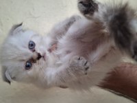 Scottish fold yavrular