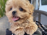 RESMİ İŞLETMEDEN MALTİPOO YAVRULARI