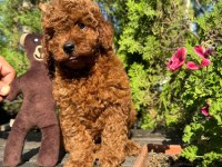 SAFKAN ORJİNAL KORE KURABİYE POODLE YAVRULARI