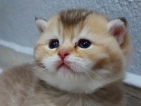 Safkan British Shorthair