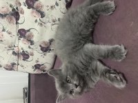 5 tatlı british shorthair yavru