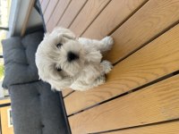 Maltese terrier 2 aylık