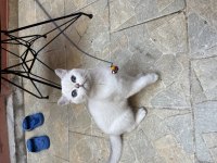 5 aylık british shorthair