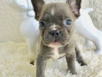 A kalite french bulldog yavrular