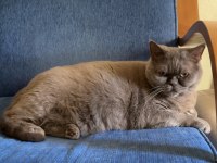 Cici british shorthair kızımızı yeni evine uğurlayacağız