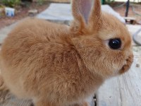 Netherland dwarf cüce tavşan