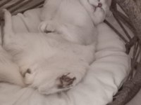 British Shorthair Kedisi