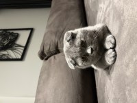 Kendini sevdiren sıcak kanlı beyaz Scottish fold