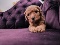 SAFKAN RED BROWN TOY POODLE YAVRULAR ÜST KALİTE