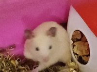 Yavru Hamster Kafesiyle Ve Yemiyle