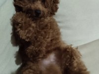 Acil Toy Poodle İstanbul Anadolu Yakası