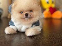 Bal Gibi Mini Ayıcık Pomeranian