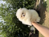 KUSURSUZ KARBEYAZ ERKEK POMERANİAN BOO