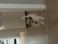 9 Aylık Eğitimli Cavachon