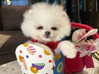 Tatlı Yavru Pomeranian Köpeklerimizle Tanışın