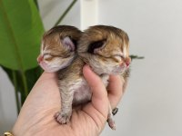 British longhair erkek yavrular