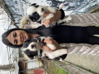 Sağlık ve ırk garantili border collie yavrularım