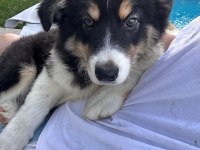 Zeka Küpü Çok Özel Border Collie Yavruları