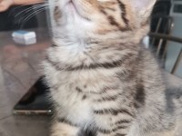Black golden tabby erkek yavrular
