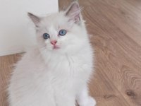 ŞECERELİ RAGDOLL YAVRULARI