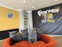 KEDİCİDEN RENK RENK ORJİNAL IRK YAVRU KEDİLER ANKARA
