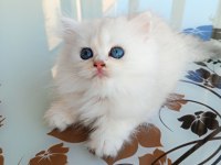 Ev üretimi kedi yavrumuz longhair