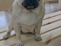 1 yaşında dişi pug uygun