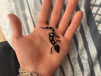 Leopard gecko