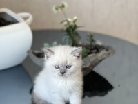 BLUE POİNT OYUNCU BRİTİSH SHORTHAİR YAVRUM
