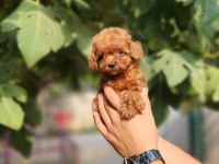 Poodle ailemize katılmak istemezmisiniz