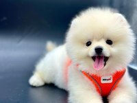 Pomeranian Kar Beyaz Yavrum
