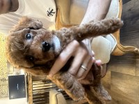 1.5 aylık erkek kahverengi kore toy poodle