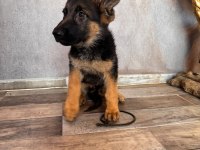 Alman çoban köpeği yavrularımız
