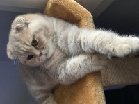 10 aylık dişi maya scottish fold