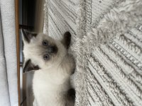 British Blue Point Erkek Yavru Kedimiz