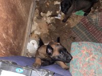 Safkan kara surat belçika malinois yavrular