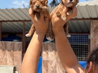 Toy Poodle Cinsi Yavrularımız