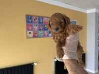 TÜRKİYENİN EN GÜZEL MALTİPOO YAVRULARI RENK RENK ANKARA