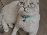 Scottish Fold Dişi Kısır