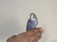 BEBEK MUHABBET KUŞU YENİ YEME DÜŞMÜŞ GÖNDERİM VAR