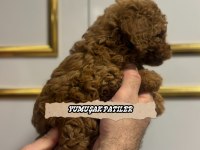 SEVİMLİ IRK KORE POODLE