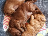 Toy poodle yavruları